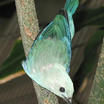 Blue-gray Tanager